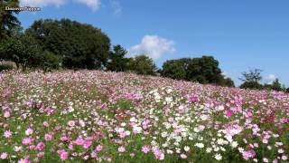 ［4k］ Cosmos Flowers 昭和記念公園のコスモス Showa Memorial Park in Tokyo 東京観光 花の名所 花見頃