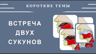 Айман Сувейд. 1. Короткие темы: ВСТРЕЧА ДВУХ СУКУНОВ (с субтитрами на русском)