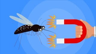Why mosquitoes are attracted to some people more than others