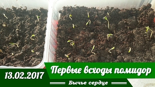 Первые всходы помидор Февраль!  Сорт Бычье сердце