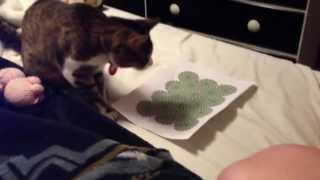 Another cat reacting to the rotating snake illusion.