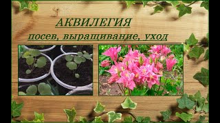 Все об аквилегии - посев семян, выращивание, уход