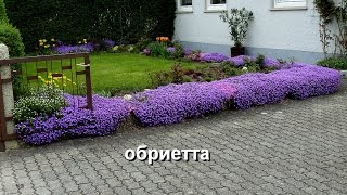 Знакомимся - почвопокровные растения, их название, фото. Часть 2