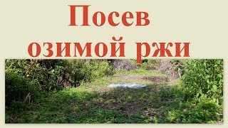 Посев озимой ржи 8 сентября 2012