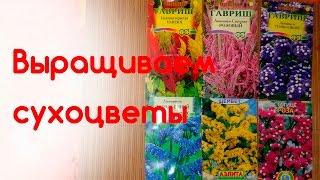 Выращиваем сухоцветы Лимониум (статице). Бессмертник. Целозия