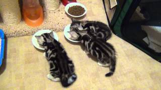 Наши британские котята
