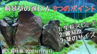 前景草を選ぶ時の３つのポイント！各品種ごとの特徴解説とADAアクアスカイRGB再入荷のお知らせ 2020年1月16日新入荷情報  select carpet plants in aquarium