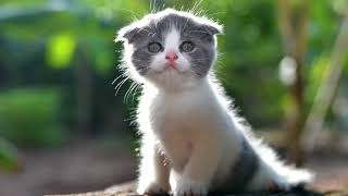 Как приучить котенка к рукам и ласке?