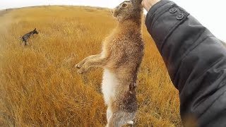 Охота на зайца в сырую погоду - Ищите в траве / Hare hunting in the sloppy weather