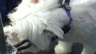 How to groom a maltese.  Maltese grooming at www.howtogroom.net