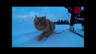 На лыжах с котом Jesper the cat tows skier