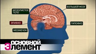 Время внутри нас. Биологические часы | Основной элемент