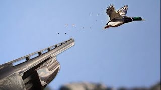 Сезон охоты