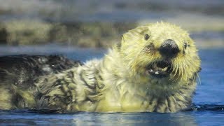 4K　ラッコの給餌タイム始まり！始まり～！　ラッコのクータン　6.水辺の小動物　新潟市水族館マリンピア日本海に行って来ました～♪　C0036