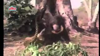 Leopard VS Sloth Bear - Leopardo VS Urso - Леопард VS Медведь - クマVSヒョウ