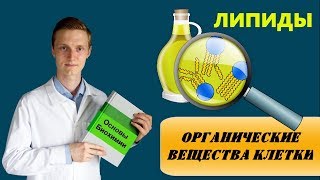 Липиды: строение, классификация и биологическая роль