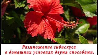 Как размножить гибискус черенком в домашних условиях.