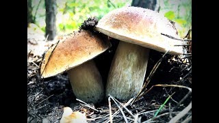 ЗАШЕЛ В ЛЕС И ОБАЛДЕЛ!ТРУДНО БЫЛО ПОВЕРИТЬ СВОИМ ГЛАЗАМ|Часть2