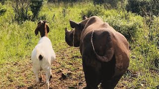 Goat and rescue rhino become best friends