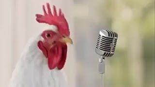 KUKAREKU. Танец петушков и курочек