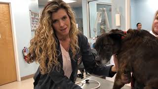 Logan - Leg Amputation for Fibrosarcoma