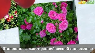 Посадка шиповника - как правильно посадить шиповник