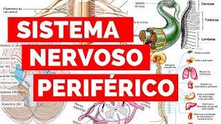 SISTEMA NERVOSO PERIFÉRICO | Estude Veterinário