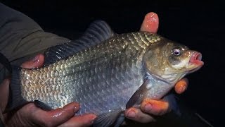 Apie žūklę 2016 09 10. Naktinė Kauno marių karosų žūklė iš valties.