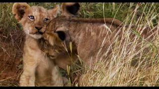 Lion Cubs Fight To Feed | This Wild Life | BBC Earth