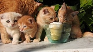 МОРОЖЕНОЕ  и котята    ICE CREAM and  Siberian farm cats