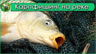 Трофейный карпфишинг на реке 2017 - В поисках карпа и амура на течении