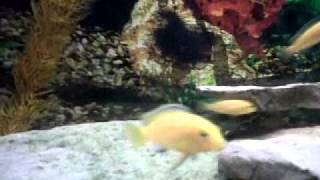 CICHLID FIGHT: Electric Yellow vs. Red Jewel