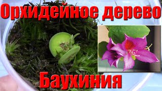 Мои комнатные растения Баухиния или Орхидейное дерево
