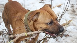 Бойовий пес "Макс". Завжди попередить про небезпеку