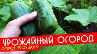 Урожайный огород Татьяны новое видео 2019 | Не последний сбор огурцов