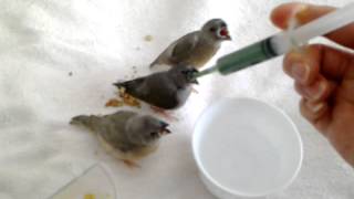 Gouldian Finch Hand Feeding - Амадины Гульда ручное вскармливание