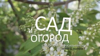 Сад и огород с Маргаритой Васильевной – сезон 2, выпуск 7