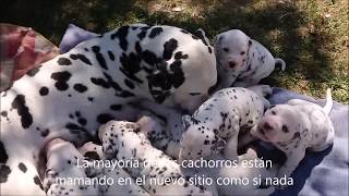 Primer Día de los Cachorros en el Exterior