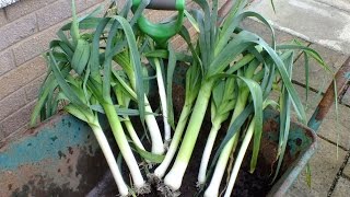 Grow Leeks.  Unbelievable! Ten organic leeks from one 10" pot. 'Food for Free'
