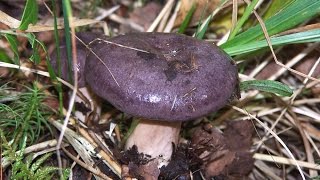 Необыкновенное поле Млечников обыкновенных - Lactarius trivialis