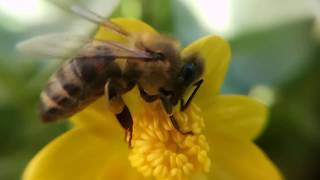 ЧИСТЯК Весенний и ПЧЕЛА (Жабник цветет, желтый цветок) Bee slow motion zoom 10x