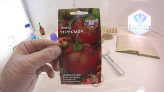 Томат Черномор. СеДеК