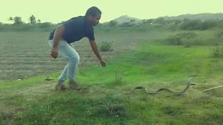 World's No.1 Snake catcher #SULTAN