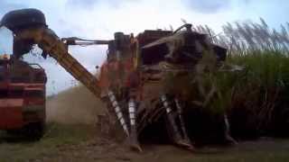 Sugar Cane Harvest Bundaberg 2014