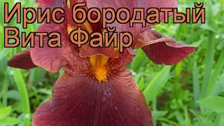 Ирис бородатый Вита Файр (iris vita fire) ? ирис Вита Файр обзор: как сажать рассада ириса Вита Файр