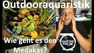 Outdooraquaristik - Update Medakas im Fassteich Juli 2019