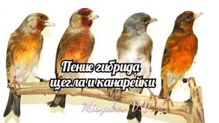 Пение гибрида щегла и канарейки