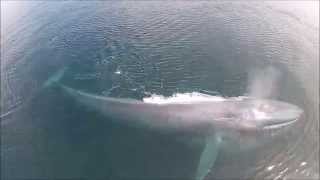 Blue whales feeding in the Sea of Cortez-ariel drone view
