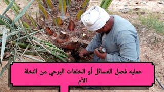 اجراء عملية فصل الخلفات من النخله الأم الجزء المكمل له في مربع الوصف أسفل رابط الفيديو ?