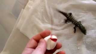 Watch Me Hatch